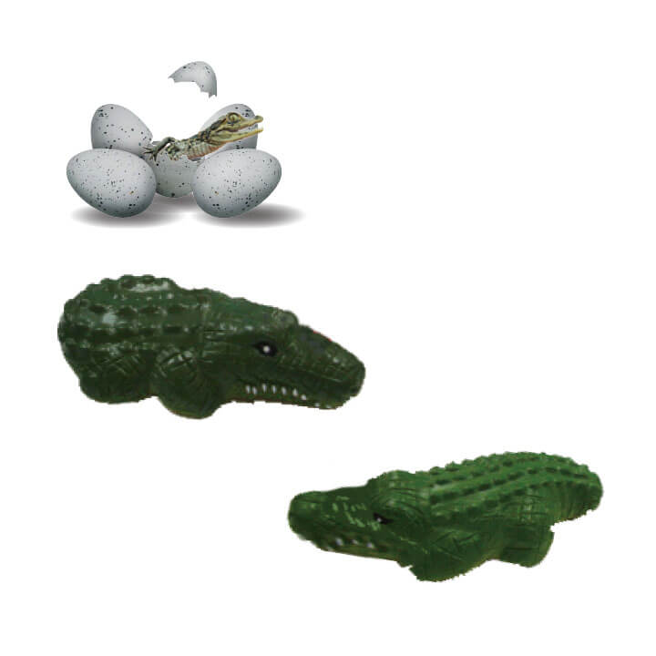 Growing Egg Australian Crocodile Y5-F679